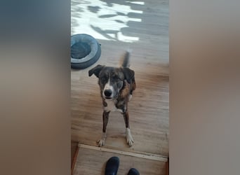 Ares sucht sein Zuhause