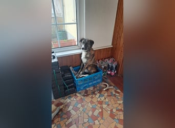 Ares sucht sein Zuhause