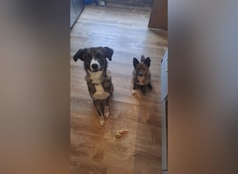 Ares sucht sein Zuhause