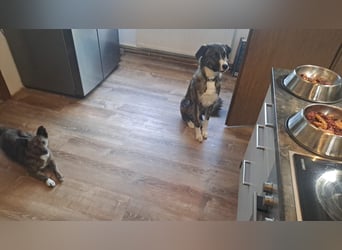 Ares sucht sein Zuhause
