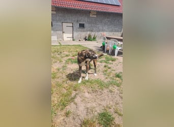 Ares sucht sein Zuhause
