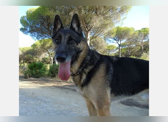 Apollo (LR) wunderschöner Bube, sozial und verträglich