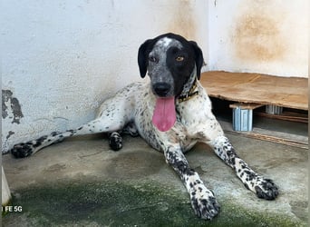 Kapitan(PA) ein junger sehr sozialer und freundlicher Bube