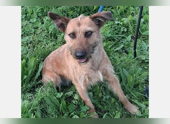 Lima (LR) Goldschatz auf 4 Pfoten mit einem Herz aus Gold