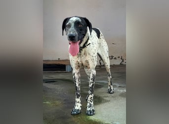 Kapitan(PA) ein junger sehr sozialer und freundlicher Bube