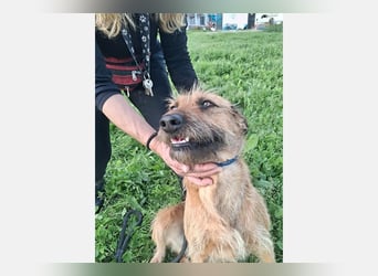 Lima (LR) Goldschatz auf 4 Pfoten mit einem Herz aus Gold