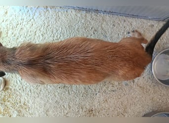 Esme (LR) absolut draumhaftes kleines Mädchen