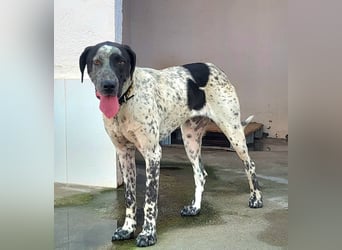 Kapitan(PA) ein junger sehr sozialer und freundlicher Bube