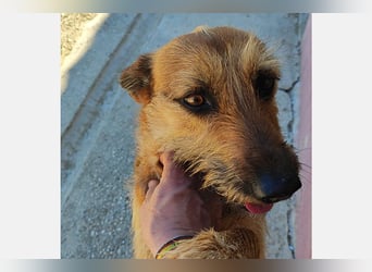 Lima (LR) Goldschatz auf 4 Pfoten mit einem Herz aus Gold