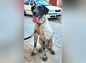 Kapitan(PA) ein junger sehr sozialer und freundlicher Bube