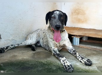 Kapitan(PA) ein junger sehr sozialer und freundlicher Bube