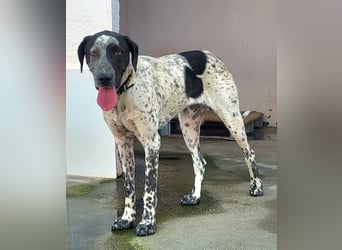 Kapitan(PA) ein junger sehr sozialer und freundlicher Bube