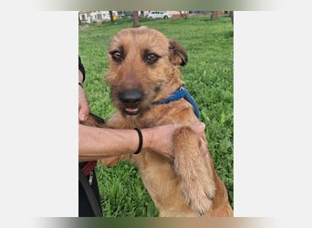 Lima (LR) Goldschatz auf 4 Pfoten mit einem Herz aus Gold