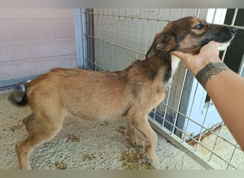 Esme (LR) absolut draumhaftes kleines Mädchen