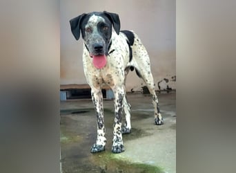 Kapitan(PA) ein junger sehr sozialer und freundlicher Bube