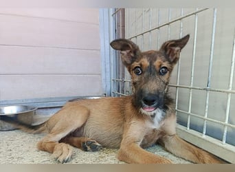 Esme (LR) absolut draumhaftes kleines Mädchen