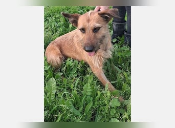 Lima (LR) Goldschatz auf 4 Pfoten mit einem Herz aus Gold