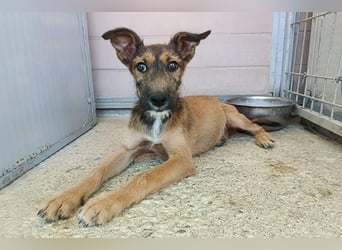 Esme (LR) absolut draumhaftes kleines Mädchen