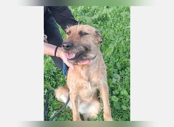 Lima (LR) Goldschatz auf 4 Pfoten mit einem Herz aus Gold