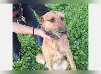 Lima (LR) Goldschatz auf 4 Pfoten mit einem Herz aus Gold