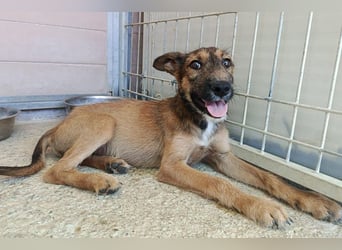 Esme (LR) absolut draumhaftes kleines Mädchen