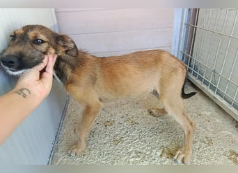 Esme (LR) absolut draumhaftes kleines Mädchen