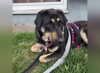 FANTA - schüchterne Junghündin sucht geduldiges Zuhause