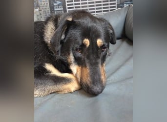 FANTA - schüchterne Junghündin sucht geduldiges Zuhause