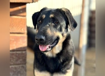 FANTA - schüchterne Junghündin sucht geduldiges Zuhause