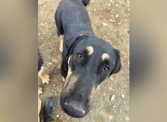 FANTA - schüchterne Junghündin sucht geduldiges Zuhause