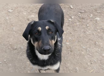 FANTA - schüchterne Junghündin sucht geduldiges Zuhause