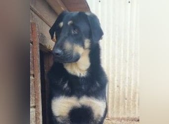 FANTA - schüchterne Junghündin sucht geduldiges Zuhause