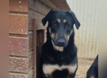 FANTA - schüchterne Junghündin sucht geduldiges Zuhause