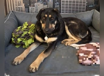 FANTA - schüchterne Junghündin sucht geduldiges Zuhause