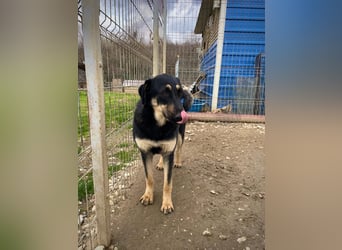 FANTA - schüchterne Junghündin sucht geduldiges Zuhause