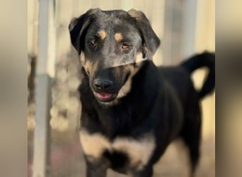 FANTA - schüchterne Junghündin sucht geduldiges Zuhause