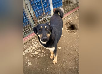 FANTA - schüchterne Junghündin sucht geduldiges Zuhause