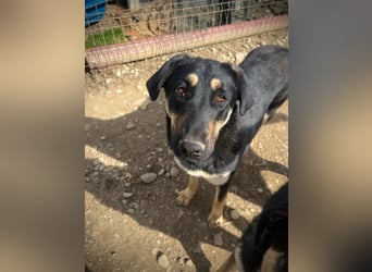 FANTA - schüchterne Junghündin sucht geduldiges Zuhause