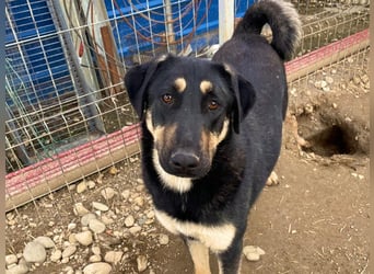 FANTA - schüchterne Junghündin sucht geduldiges Zuhause