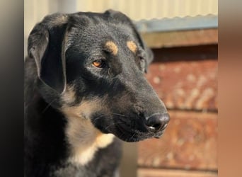 FANTA - schüchterne Junghündin sucht geduldiges Zuhause