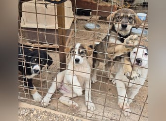 Mika - auf mich hast Du doch gewartet!?