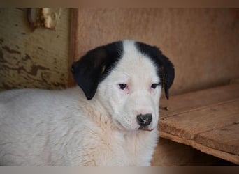 Panda - wo darf ich einziehen?