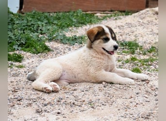 Mika - auf mich hast Du doch gewartet!?