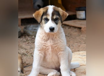 Mika - auf mich hast Du doch gewartet!?