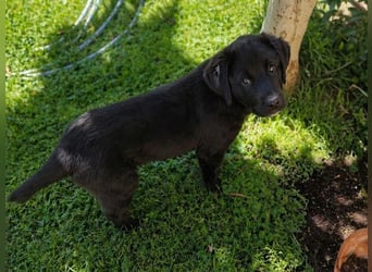 Pepper - süße, mutige Pepper