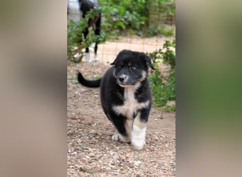 Troufa - wer entdeckt die Welt mit mir?