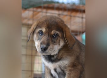 Brownie - ich bin einfach zum anknabbern!