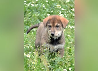 Brownie - ich bin einfach zum anknabbern!