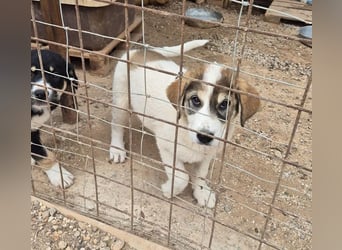 Mika - auf mich hast Du doch gewartet!?