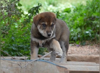 Brownie - ich bin einfach zum anknabbern!